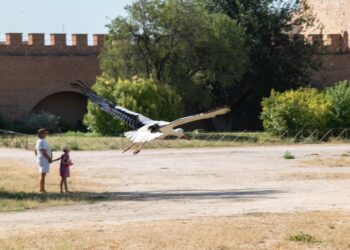 La Huerta del Obispo de Alcalá acoge un año más la tradicional suelta de cigüeñas