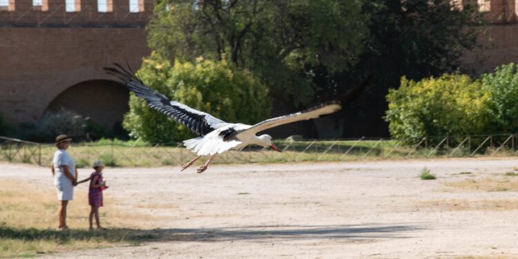 La Huerta del Obispo de Alcalá acoge un año más la tradicional suelta de cigüeñas