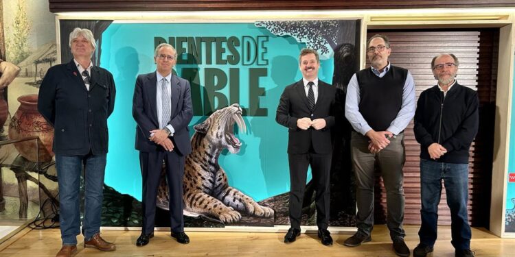El Museo Arqueológico y Paleontológico abre una exposición dedicada a los félidos con dientes de sable.